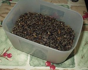 homegrown buckwheat before grinding